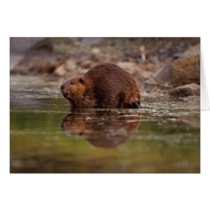 De bever, Castor canadensis, gaat zwemmen