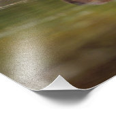 De bever, Castor canadensis, gaat zwemmen Foto Afdruk (Hoek)