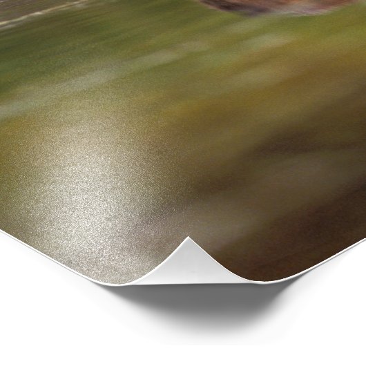 De bever, Castor canadensis, gaat zwemmen Foto Afdruk (Hoek)