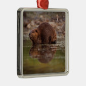 De bever, Castor canadensis, gaat zwemmen Metalen Ornament (Rechts)