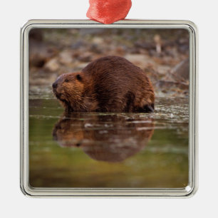 De bever, Castor canadensis, gaat zwemmen Metalen Ornament
