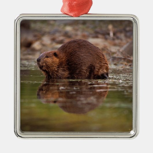 De bever, Castor canadensis, gaat zwemmen Metalen Ornament (Voorkant)
