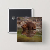 De bever, Castor canadensis, gaat zwemmen Vierkante Button 5,1 Cm (Voorkant /achterkant)