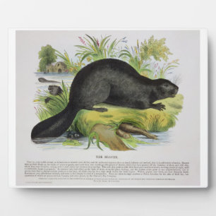 De bever, educatieve illustratie uitgegeven door d fotoplaat