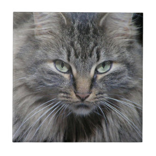 De bewaakte Ceramiektegel van de Kat van het Kat Tegeltje