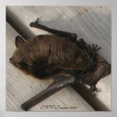 De biet die snel kon ontbijten poster (Voorkant)