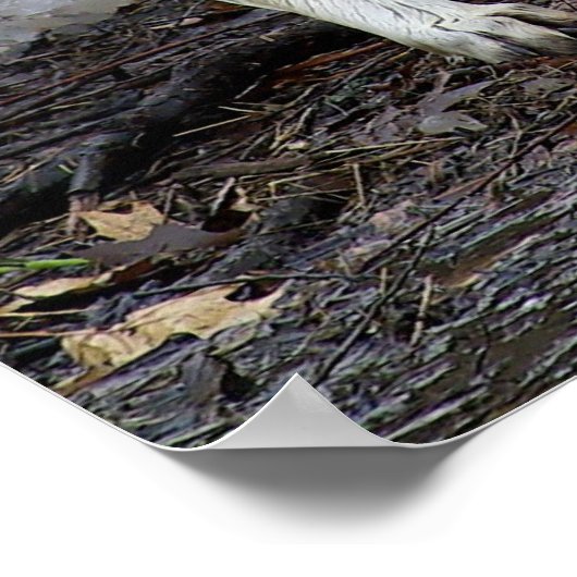 De Big Bad Wolf Poster (Hoek)