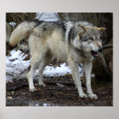 De Big Bad Wolf Poster (Voorkant)