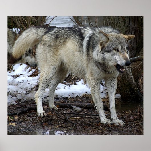 De Big Bad Wolf Poster (Voorkant)