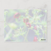 De bij met de rode ventilator briefkaart (Achterkant)