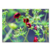 De bij met de rode ventilator foto afdruk (Voorkant)