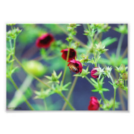 De bij met de rode ventilator foto afdruk