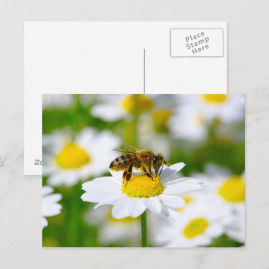 De Bij van de honing op Daisy Briefkaart (Voorkant / Achterkant)