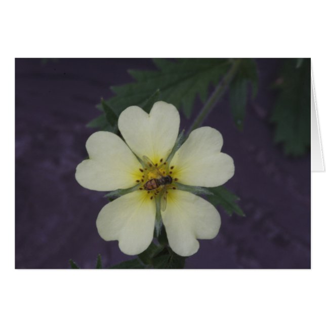 De bijen op de Cinquefoil (Voorkant Horizontaal)
