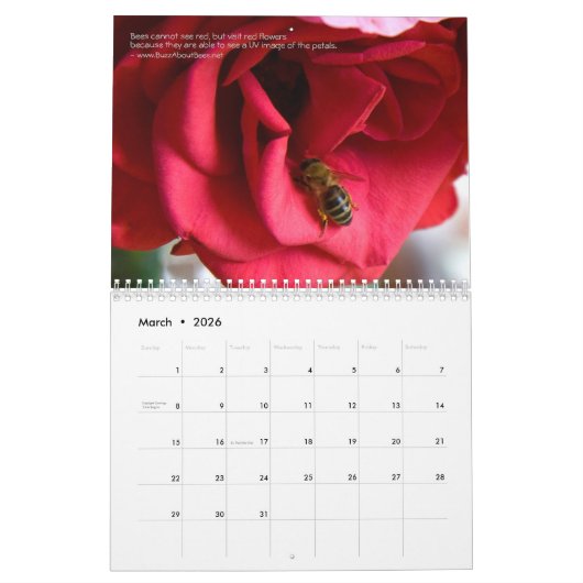 De Bijenkalender 2024 Honing en Bumble Bees Kalender (Mar 2026)
