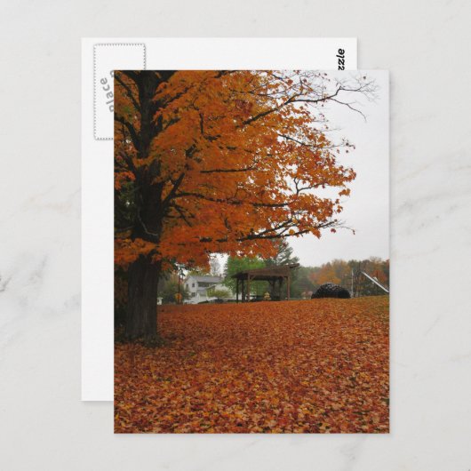 De bladeren vallen briefkaart af (Voorkant / Achterkant)