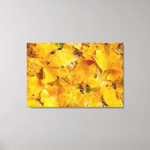 De bladeren van Biloba van Ginkgo Canvas Afdruk