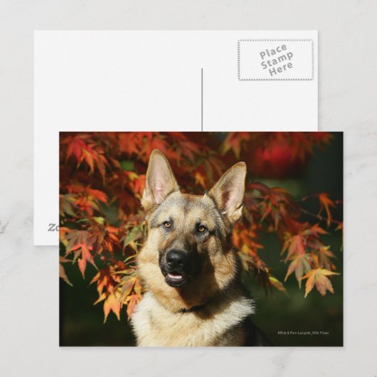 De Bladeren van de Herfst van de Duitse herder Briefkaart (Voorkant / Achterkant)