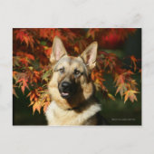 De Bladeren van de Herfst van de Duitse herder Briefkaart (Voorkant)