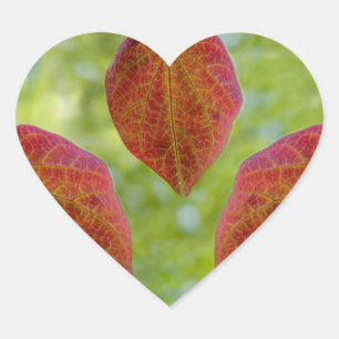 De bladeren van de liefde van natuur hart sticker