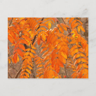 De Bladeren van de lijsterbes in de Herfst Briefkaart