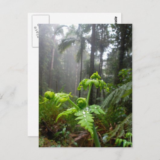 De Bladeren van het regenwoud met het Briefkaart (Voorkant / Achterkant)