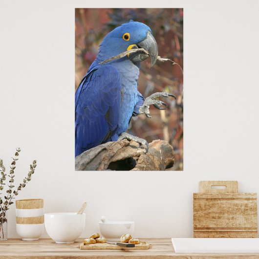 De blauwdruk poster (Keuken)