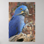 De blauwdruk poster (Voorkant)