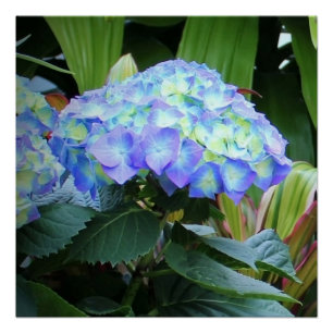 De blauwe Bloemen van de Hydrangea hortensia Perfect Poster