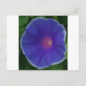 DE BLAUWE GLORIE VAN DE OCHTEND BRIEFKAART (Voorkant)