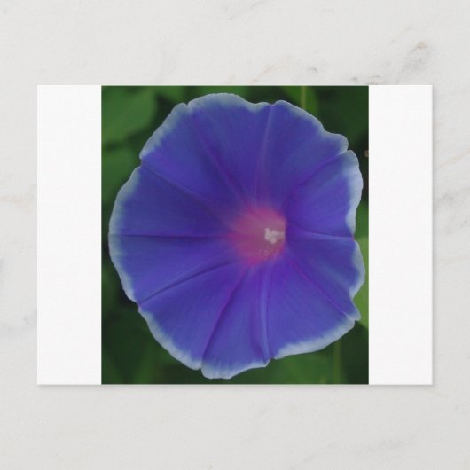 DE BLAUWE GLORIE VAN DE OCHTEND BRIEFKAART (Voorkant)