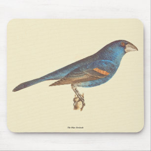 De blauwe grosbeak, James de Kay's New York Birds Muismat