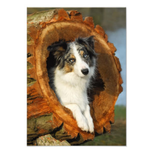 De Blauwe Hond Merle van border collie - Foto Afdruk