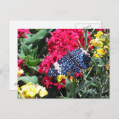 De blauwe Kleurrijke Bloemen van het Briefkaart (Voorkant / Achterkant)