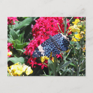 De blauwe Kleurrijke Bloemen van het Briefkaart