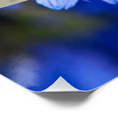 De blauwe korenbloem tentoonstelling in Sofia Bulg Perfect Poster (Hoek)