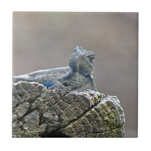 De blauwe KrokodilleHagedis van de Buik Tegeltje