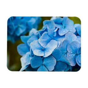 De blauwe Magneet van de bloem van de Hydrangea
