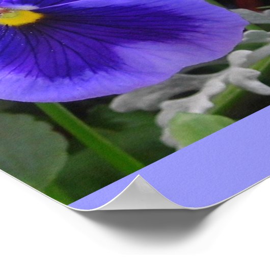 De Blauwe Pansy Poster (Hoek)