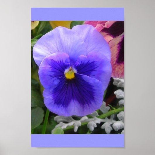 De Blauwe Pansy Poster (Voorkant)
