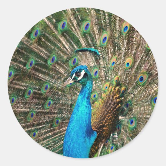 De blauwe pauw ronde sticker (Voorkant)