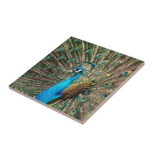 De blauwe pauw tegeltje (Zijkant)