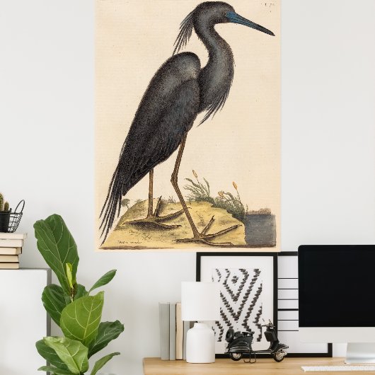 De blauwe reiger (Ardea coerulea) Poster (Thuiskantoor)