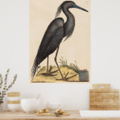 De blauwe reiger (Ardea coerulea) Poster (Keuken)