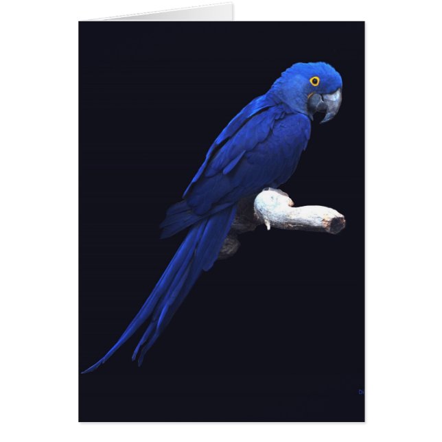 De blauwe schoonheid (Voorkant)