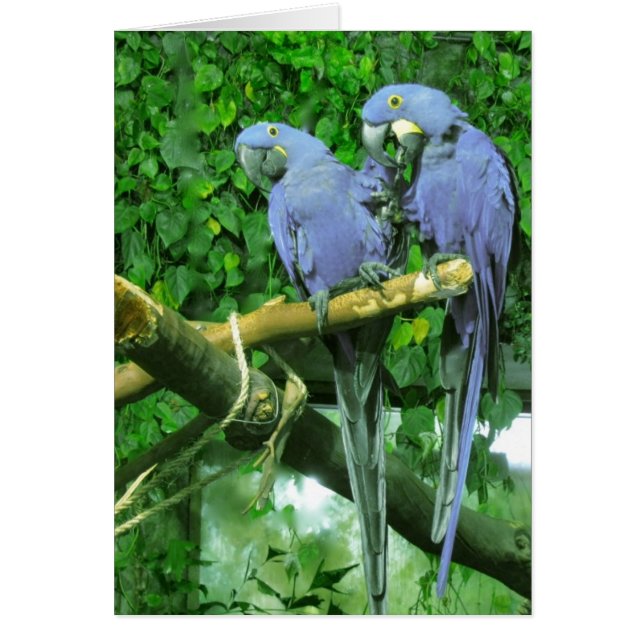 De blauwe Tweeling Verticale Kaart van Papegaaien (Voorkant)