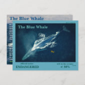 De blauwe walvis is bedreigd - briefkaart (Voorkant / Achterkant)