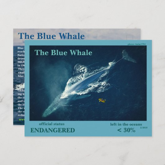 De blauwe walvis is bedreigd - briefkaart (Voorkant / Achterkant)