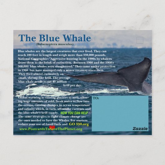 De blauwe walvis is bedreigd - briefkaart (Achterkant)