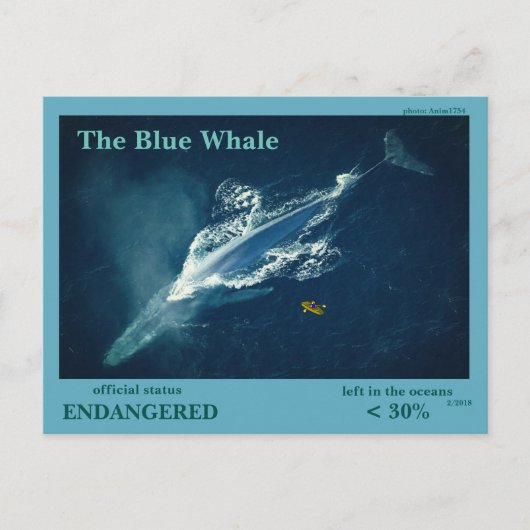 De blauwe walvis is bedreigd - briefkaart (Voorkant)
